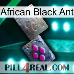 African Black Ant 38